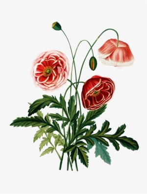 Digital Scrapbooking Flowers Png Transparent - Pink Poppies Vintage #1618684