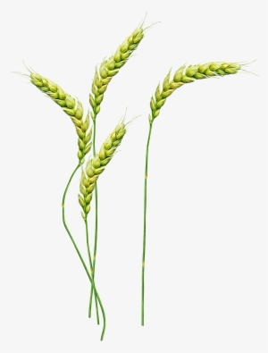 Wheat Png - Стебель Png #1618706 Wheat Png - Стебель Png #1618706