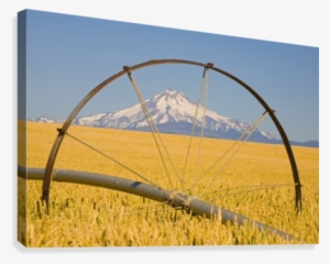 Irrigation Pipe In Wheat Field With Mount Hood In Background #1618799