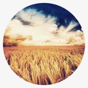 Wheat Field Png Kellerweis® #1618817
