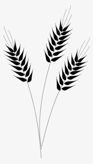 Else - Wheat Clip Art Png #1618821 Else - Wheat Clip Art Png #1618821