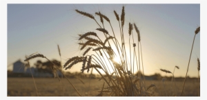 Wheat #1618915 Wheat #1618915