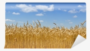 Wheat Fields #1619062