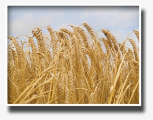 Our Heritage - Wheat - Wheat #1619342 Our Heritage - Wheat - Wheat #1619342