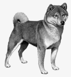 Shiba Inu - B&w #1619983