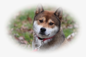 Red Female - Hokkaido #1620026