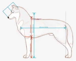 Стандарт Fci - Ancient Dog Breeds #1620028