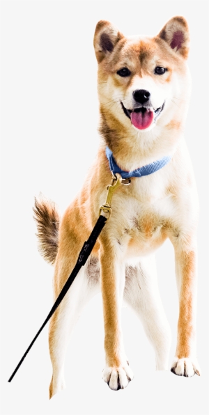 Ceilidh - Dog #1620631