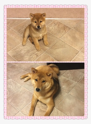 Shiba Inu - Companion Dog #1620677