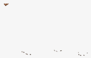 Accipitriformes #1623367