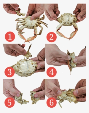 Like A Pro - Eat Crabs #1623449