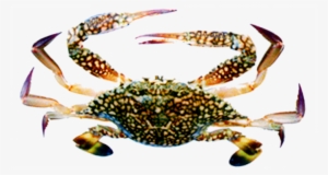 Blue Swimming Crab - Flower Crab #1623688