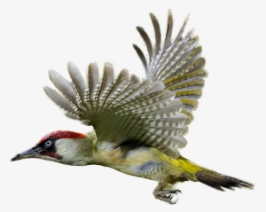 Woodpecker Clipart Realistic - Woodpecker Png #1623689