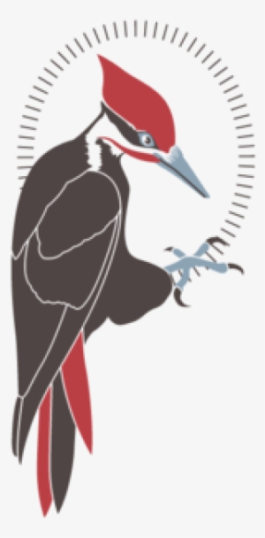 Peckertransparent - Woodpecker By David Burke Logo #1623797