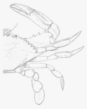 Blue Crab Illustration In Background - Illustration #1623799