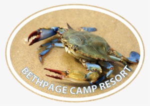 Blue Crab Euro - Close Up On Blue Crab #1623817