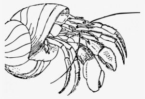 Hermit Crab Clipart Blue Crab - Hermit Crab Clipart Black And White #1624105