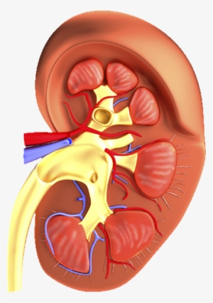 Ric Flair Woo Png - Mild Scarring In Mid Pole Kidney #1625459
