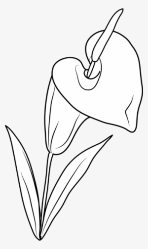 White Lily Clipart - Clip Art #1625626