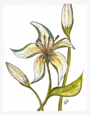 Colour Fine Art Print - Erythronium Dens-canis #1625795