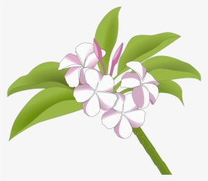 Floral Design Drawing Red Frangipani Flower Plumeria - Logo Bunga Kamboja #1628078