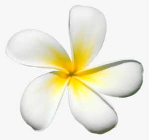 Exotic Flowers - Frangipani #1628096