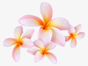 Frangipani - Sacuanjoche Png #1628100