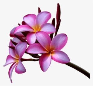 Floral Theme #1628187