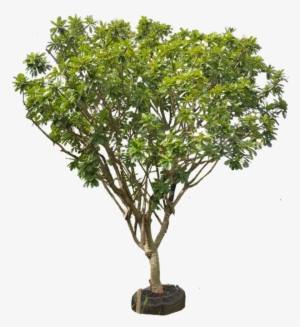 Plumeria Obtusa - Tree #1628528