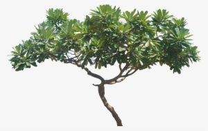 Plumeria Obtusa, Height - Plumeria Alba Tree Png #1628630