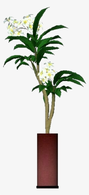 3d Flowers - Plumeria Rubra - Red Frangipani #1628735
