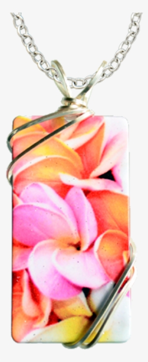 Sunset Plumeria - Frangipani #1628826