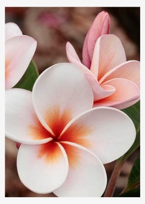 ღღ Plumeria By James Steele - Flor Champa #1628947