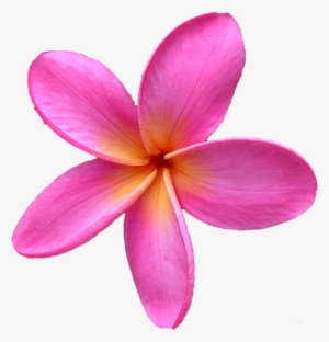 Click Here For Our Entire Plumeria Cutting Collection - Frangipani #1629363