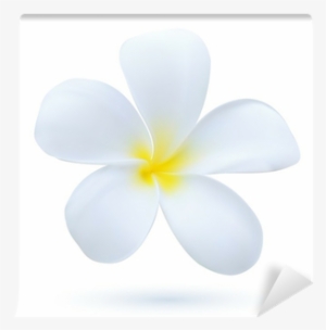 Hawaii Flower Frangipani, White Tropical Plumeria Wall - Frangipani #1629507