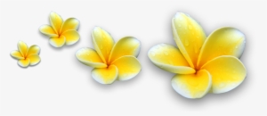 Picture - Bunga Kamboja Bali Png #1629676