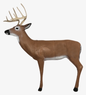Hill Country Whitetail Archery Target - Mckenzie Deer Target #1629943