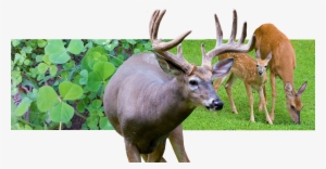 Food Plot And Whitetail Habitat Specialists - Food Plot #1630107