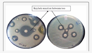 Synergy Between Two Antimicrobials Indicated By Key-hole - Circle #1630182