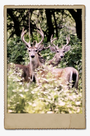 Whitetail Deer - Deer #1630287