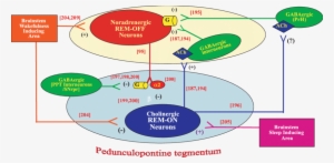 Proposed Connections To And From Rem On And Rem Off - Rem On Rem Off Neurons #1630707 Proposed Connections To And From Rem On And Rem Off - Rem On Rem Off Neurons #1630707