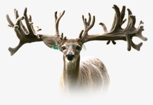 Rw Trophy Ranch Texas Whitetail Deer Breeding Terrell - Rw Trophy Ranch Ltd #1630728