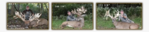 Find The Trophy Whitetail Deer Hunting Opportunity - Elk #1630849
