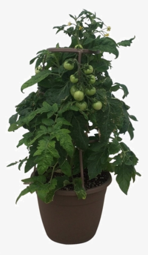 12in Tomatoe - Flowerpot #1630979