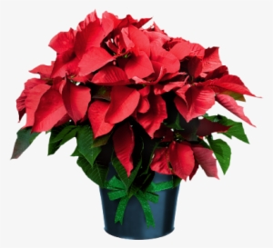 Poinsettia In Pots - Poinsettia Plant Clip Art #1631277