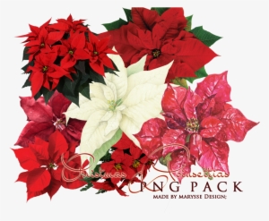 Christmas Flowers Png #1631566