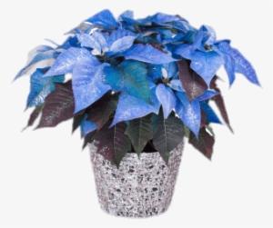 Blue Poinsettia Png - Poinsettia Plant #1631816