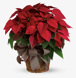 Red Poinsettia In A Basket With Bow - Large Red Poinsettia - Standard - Christmas Flowers #1631866