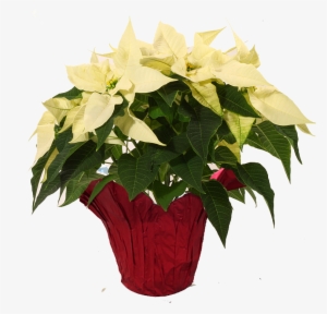 White-poinsettia - Poinsettia #1631868 White-poinsettia - Poinsettia #1631868