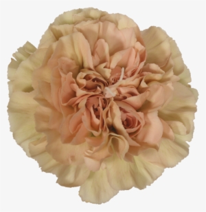 Picture - Carnation Peach Lege Marrone #1634182